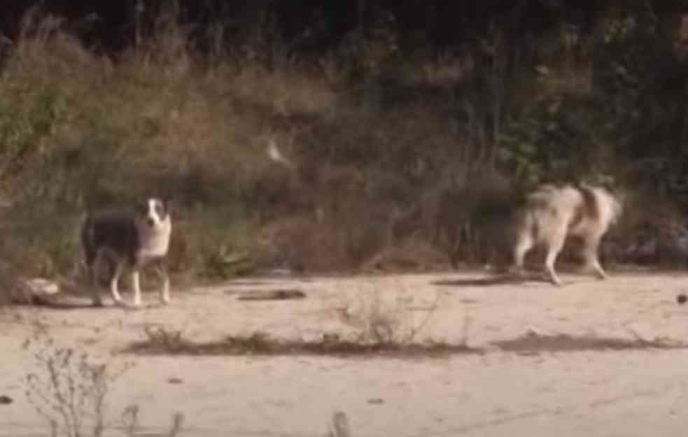 UŽAS U SELU KOD NIŠA: Ženu i dete (4) izujedali psi