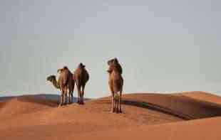  U jagodinski zoološki vrt stižu dve kamile iz Egipta