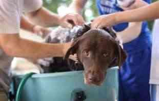 Dileme koje muče mnoge vlasnike kućnih ljubimaca: Sve što treba da znate o kupanju, a odnosi se na životni stil psa