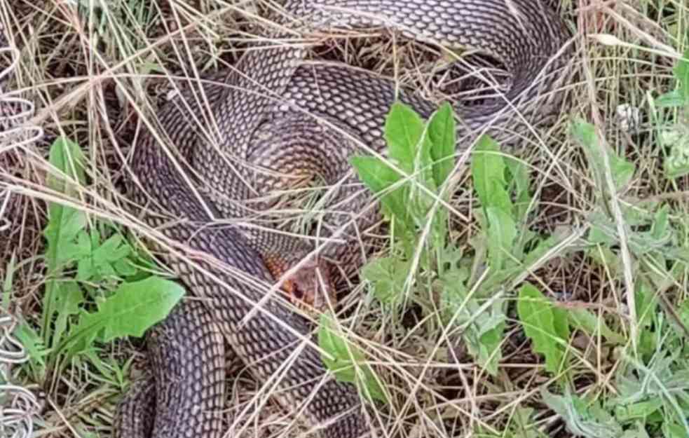 OGROMNA ZMIJURINA PRIMEĆENA U OKOLINI AVALE: Žena je našla u DVORIŠTU kuće, vrebala iz TRAVE (FOTO)