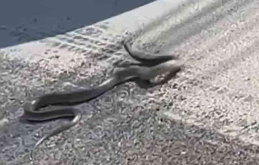 JEZIV SNIMAK ZMIJE KOJA SE BACAKA PO PUTU U NOVOM PAZARU: Privlači ih miris MLEKA, proverite OVO MESTO