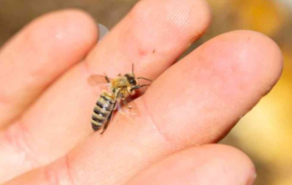 VREDNI INSEKTI: Kako je digitalni pčelarev asistent pokazao da pčele ne spavaju ni noću?