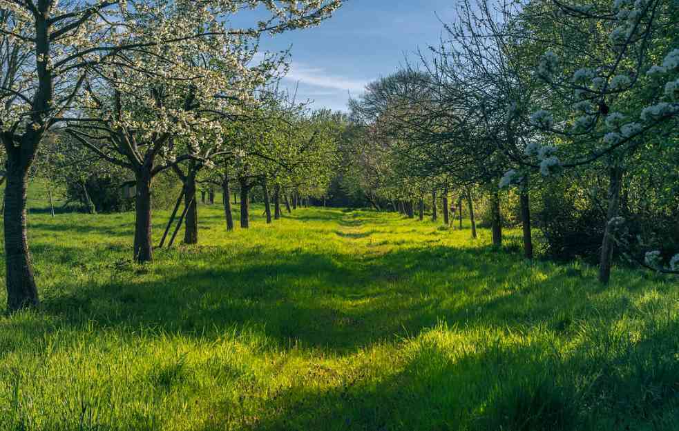 SPREČAVA BOLESTI BILJAKA: Injekcija za voćna stabla alternativa klasičnim pesticidima?
