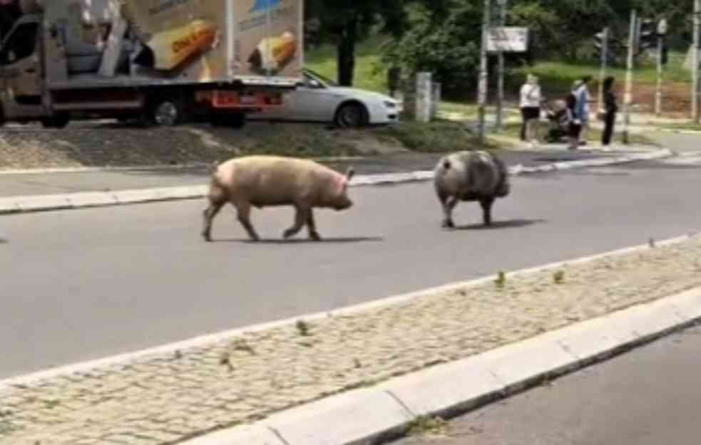 Osvanuo snimak prasića na Labudovom Brdu