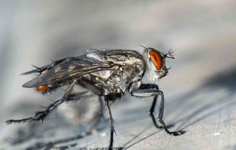 SIMPTOMI UBODA OVOG INSEKTA: Ubod bube „klintonke“ može da izazove i gušenje