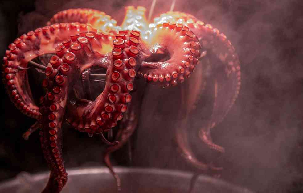 OTKRIVEN RAZLOG UGINUĆA: Neke ženke hobotnica uginu nakon polaganja jaja