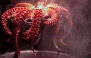 OTKRIVEN RAZLOG UGINUĆA: Neke ženke hobotnica uginu nakon polaganja <span style='color:red;'><b>jaja</b></span>
