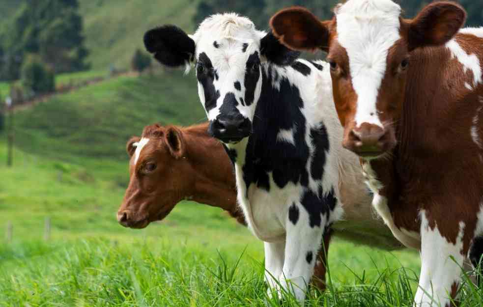 RZS: Pad broja goveda u Srbiji, uvećan broj svinja, ovaca i živine