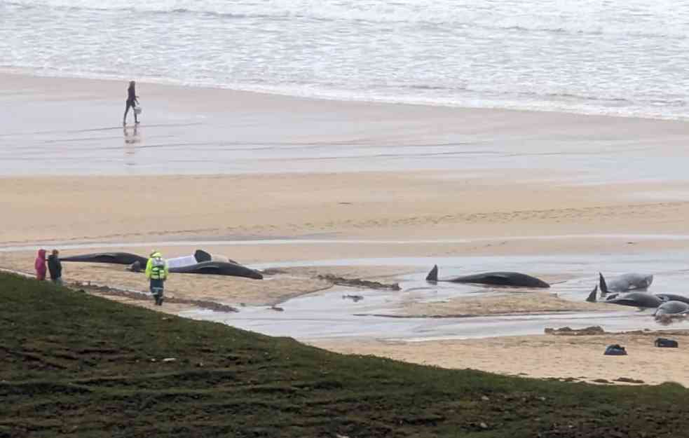 Na plaži se nasukalo 50 kitova zbog jedne ženke, gotovo svi uginuli (VIDEO)