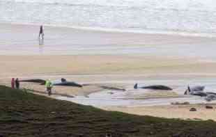 Na plaži se nasukalo 50 kitova zbog jedne ženke, gotovo svi uginuli (VIDEO)