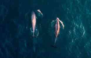 Viđen redak ružičasti delfin 