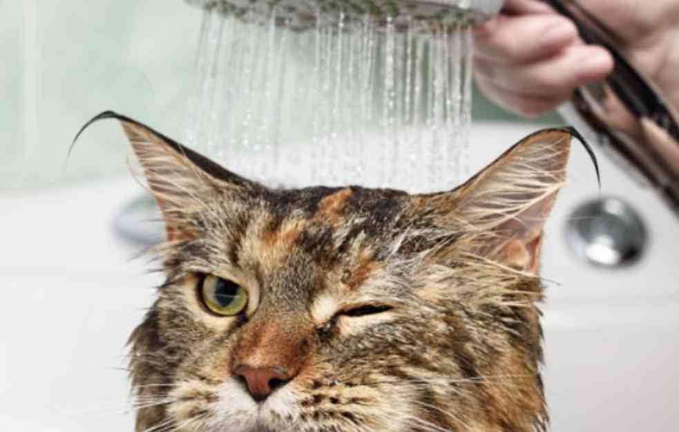 Zašto su mačke opsednute vodom iz slavine? Razotkrivamo misteriju