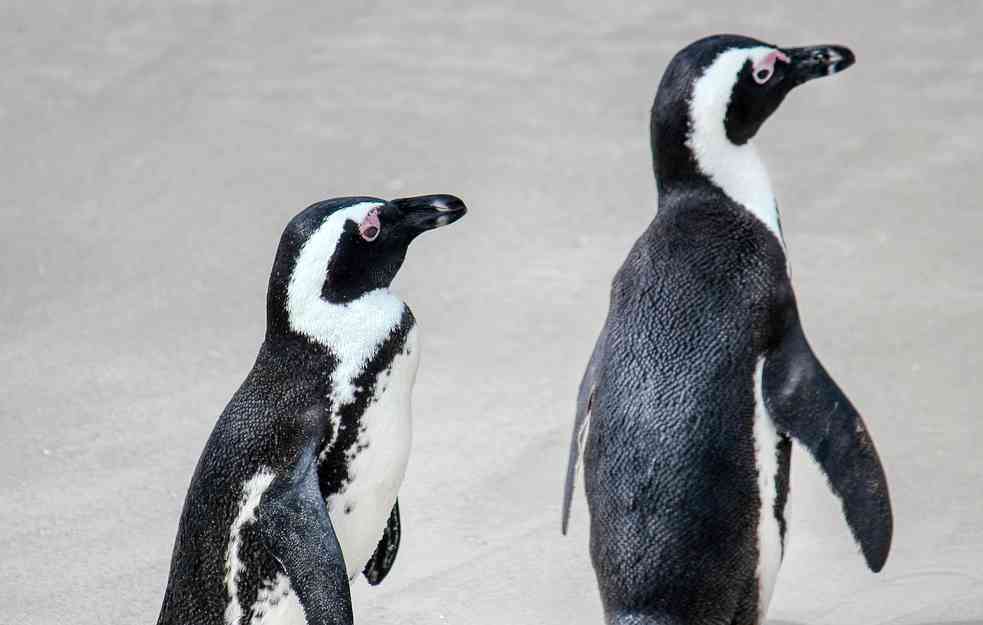 TUGA: Hiljade beba carskih pingvina uginule zbog sve bržeg topljenja leda
