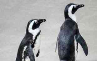 TUGA: Hiljade beba carskih pingvina uginule z<span style='color:red;'><b>bog</b></span> sve bržeg topljenja leda