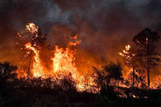 POŽARI NE MIRUJU: Šumski požari u devet <span style='color:red;'><b>mediteran</b></span>skih zemalja,desetine poginulih u Alžiru 