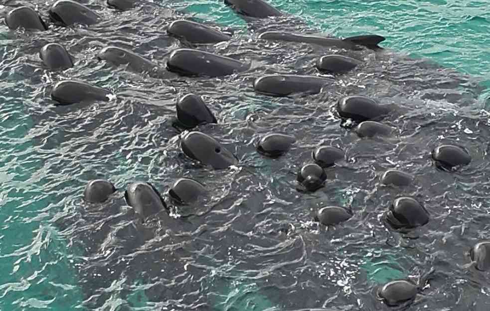 TUGA DO NEBA:  Celo jato od 100 kitova uginulo u Australiji
