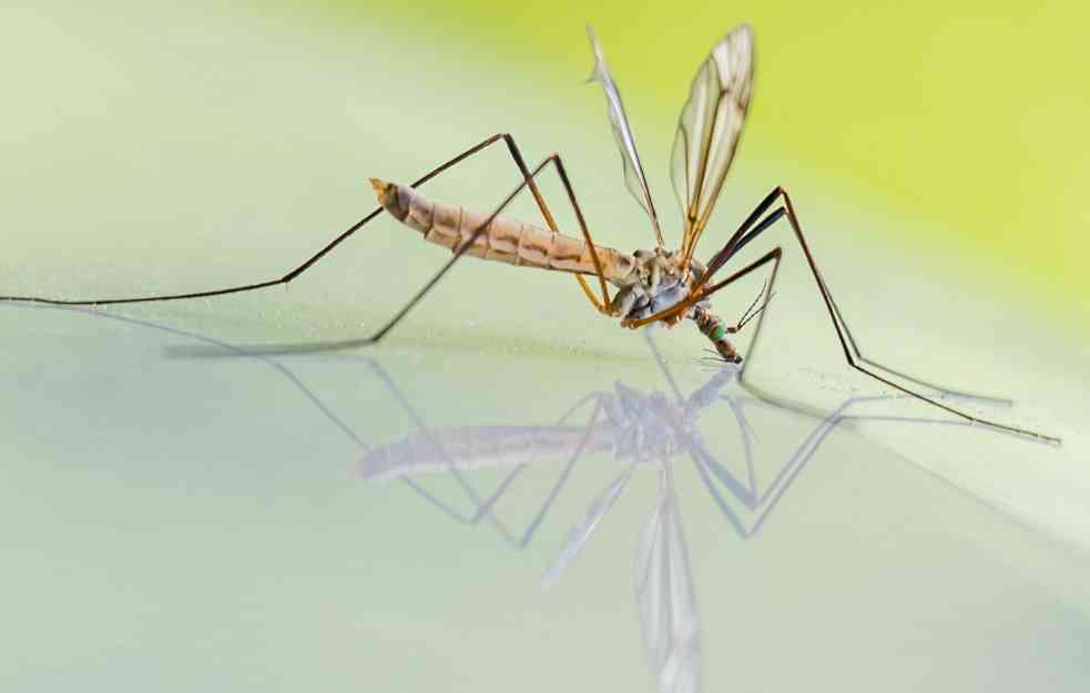 Dermatovenerolog o bezbednosti preparata koji štite od ujeda komaraca