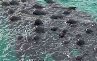 TUGA DO NEBA:  Celo jato od 100 kitova uginulo u Australiji