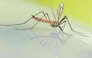 Dermatovenerolog o bezbednosti preparata koji štite od ujeda komaraca