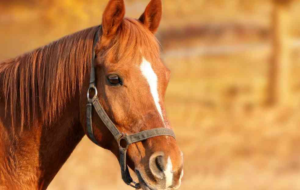 BIZARAN SLUČAJ U SRBIJI: Lopovi ukrali konja u Prokuplju, pa ga zaklali i odneli meso