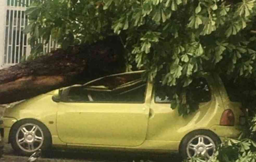 TUŽAN PRIZOR U ZEMUNU: Drvo mu palo na auto i skroz ga uništilo! (FOTO)
