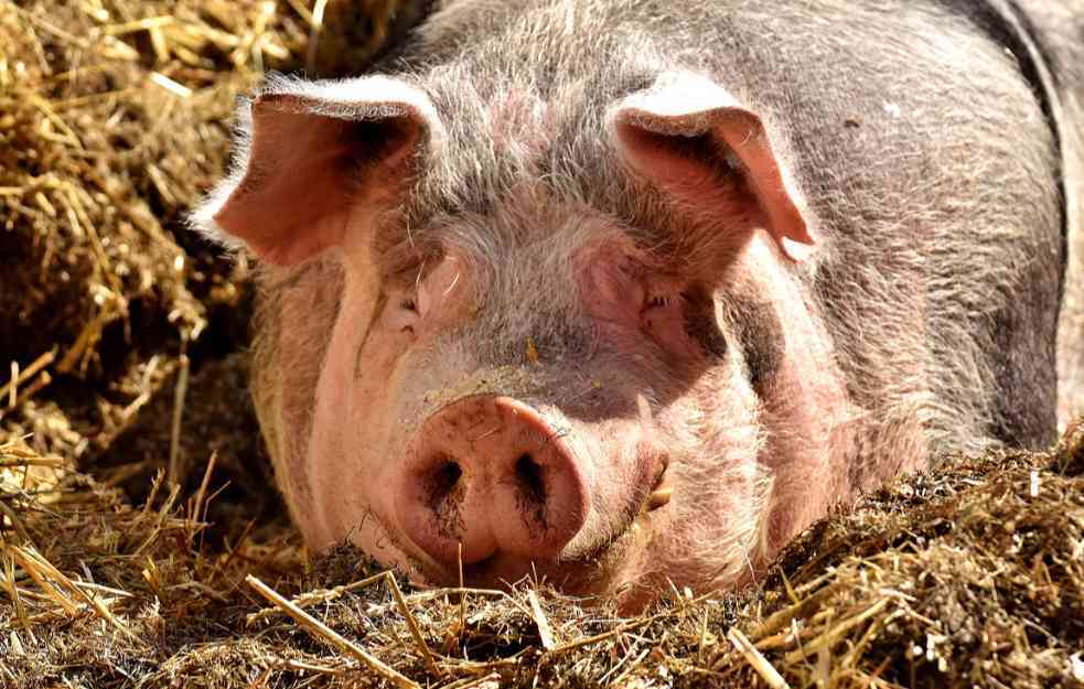 Afrička kuga svinja se NE SMIRUJE u Čačku, zaraženo područje se širi