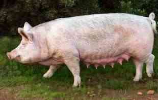 Svinjska kuga otkrivena u Kataloniji procurila iz laboratorije