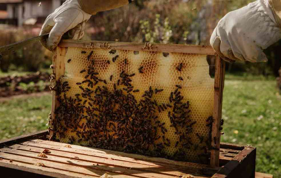 REŠIĆE BROJNE PROBLEME: Veštačka inteligencija ulazi i u pčelarstvo