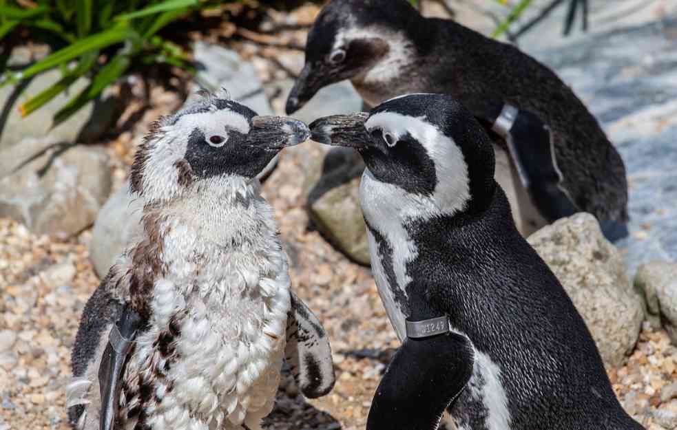 Na Antarktiku zbog otapanja leda uginulo do 10.000 pingvina 