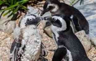Afričkim pingvinima preti <span style='color:red;'><b>NESTANAK</b></span> sa lica Zemlje do 2035. godine