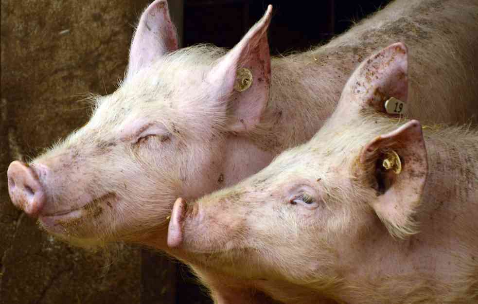 U Slovačkoj nov slučaj slinavke i šapa, u Srbiji nije zabeležen nijedan slučaj