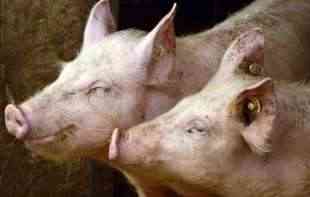 SMANJIĆE SE I POTROŠNJA: Očekuje se pad svetske proizvodnje svinjetine