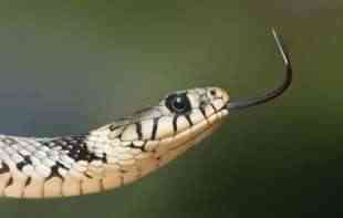 Otkrivena nova vrsta zmije: Dobija je ime po Harisonu Fordu