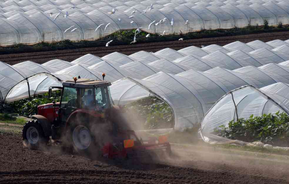 HAOS: AGROMAFIJA UŠLA U PLASTENIKE, HARA NOĆU, PROIZVOĐAČI NEZAŠTIĆENI 
