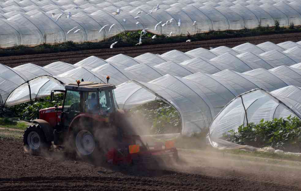 HAOS: AGROMAFIJA UŠLA U PLASTENIKE, HARA NOĆU, PROIZVOĐAČI NEZAŠTIĆENI 