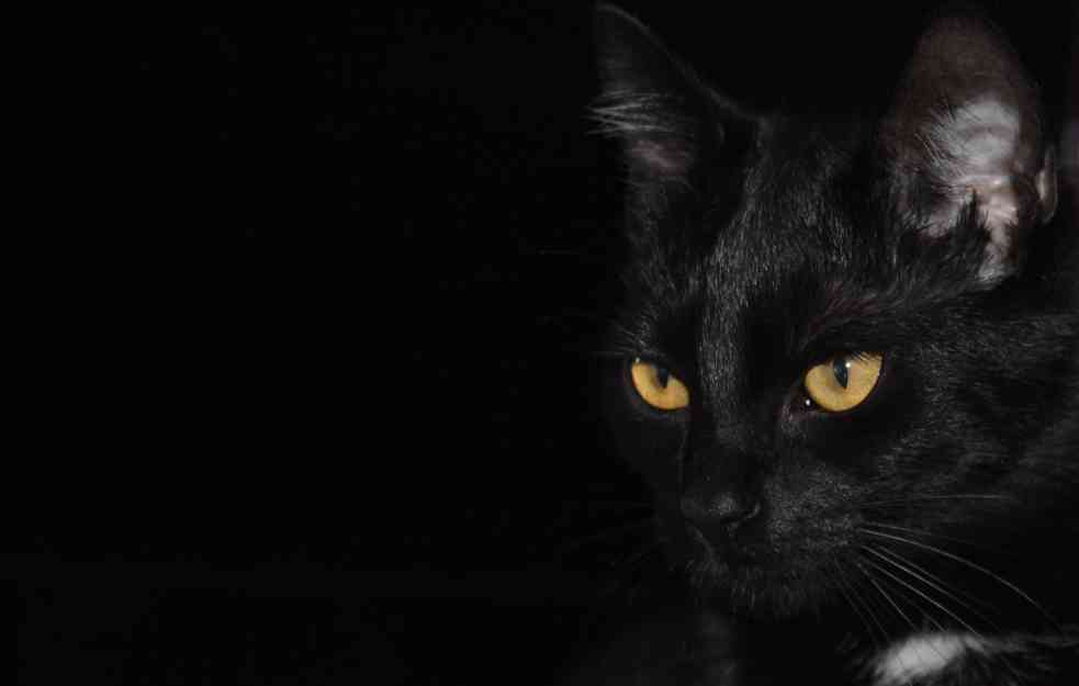 PAZITE DA VAM NE PREĐE PUT: Danas je međunarodni dan crnih mačaka 