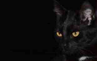 PAZITE DA VAM NE PREĐE PUT: Danas je međunarodni dan crnih mačaka 