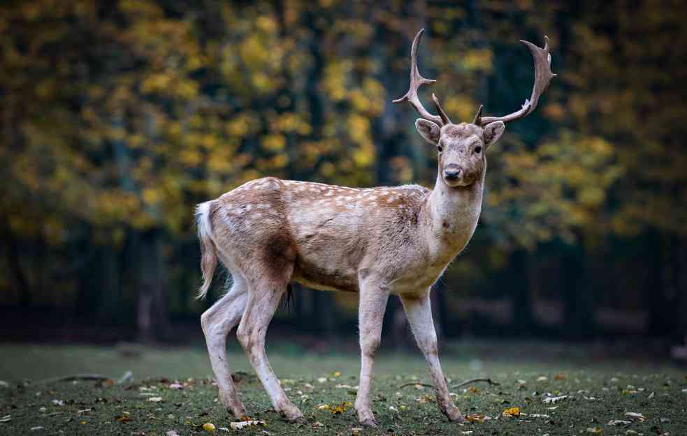 Fotografija izgladnelog jelena u borskom Zoo vrtu uznemirila javnost: Nadležni poručuju-  sve je u redu