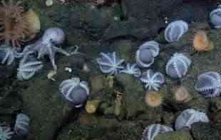 BAŠTA HOBOTNICA: Naučnici rešili misteriju bašte hobotnica u ponoćnoj zoni okeana 