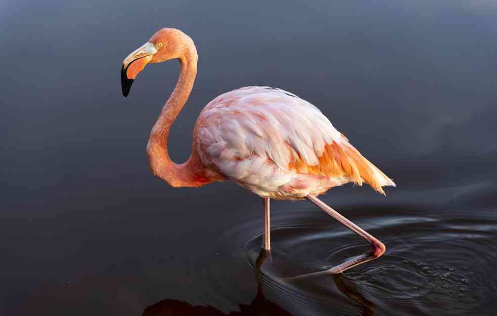 Kako se piše flamingo ili flamingos