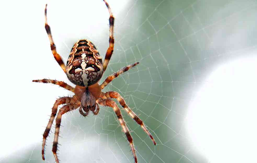 RECITE ZBOGOM PAUCIMA: Pet delotvornih načina da se rešite paukova zauvek