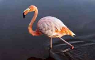 Danas je dan ružičastog flaminga: Najelegantnija ptica