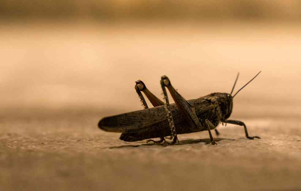 Banjalučani u borbi protiv ovih insekata: Izlaze noću rojevima
