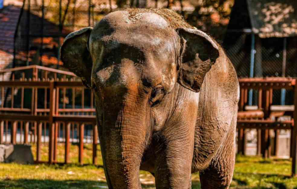  Sve što niste znali o slonici Tvigi koja je juče umrla u Beo Zoo Vrtu