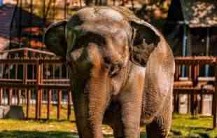  Sve što niste znali o slonici Tvigi koja je juče umrla u <span style='color:red;'><b>Beo Zoo Vrt</b></span>u