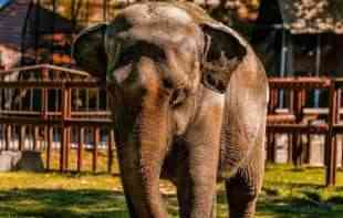 OVO SIGURNO NISTE ZNALI! Slonovi se pozdravljaju na mnogo načina