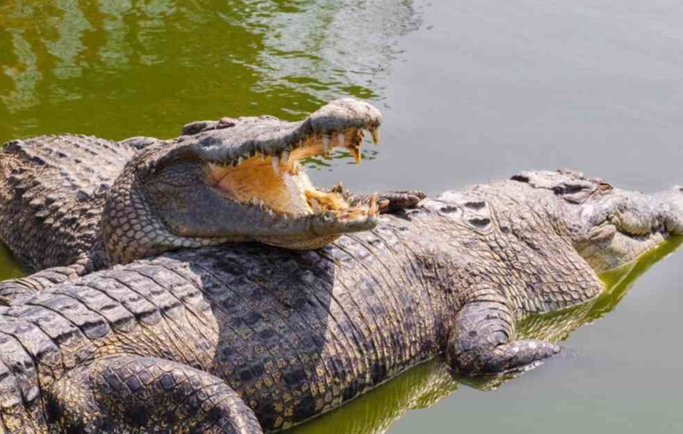 PANIKA U KINI! Na stotine krokodila pobeglo tokom poplava (VIDEO)