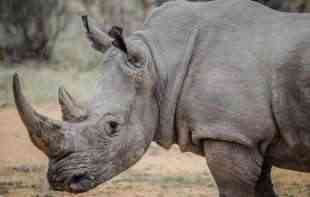 NOSOROZI SU UGROŽENA VRSTA: Kenija započela složenu operaciju preseljenja 21 nosoroga u novi nacionalni park