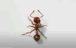 OPASNA POŠAST: Australija izdvaja milijardu dolara za borbu protiv crvenih vatrenih mrava