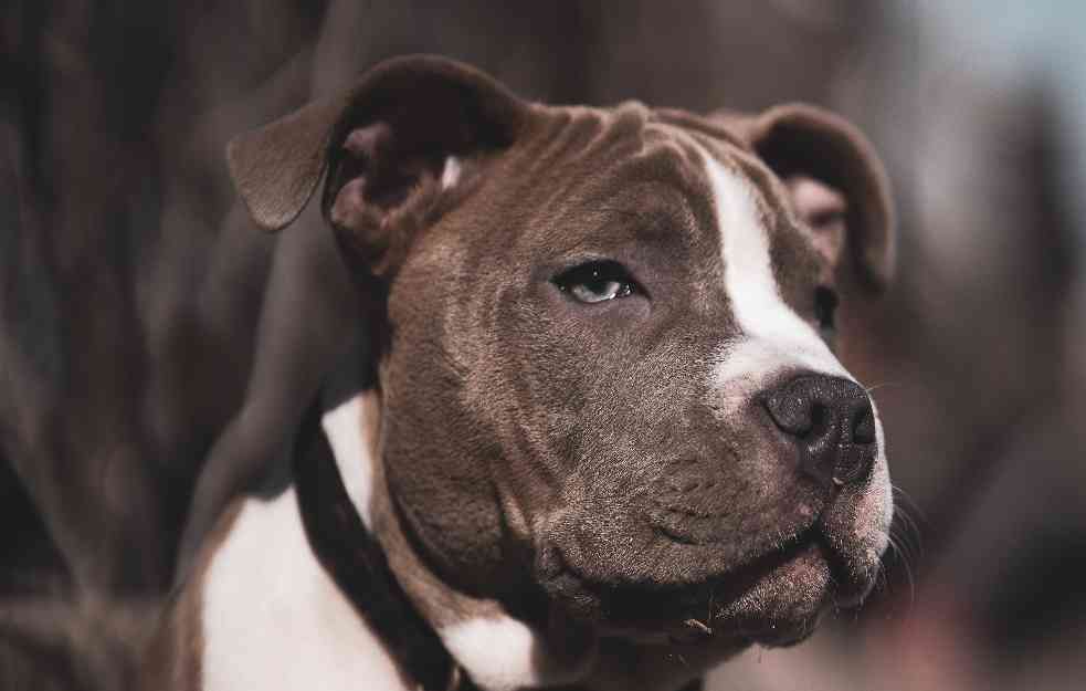 Na zahtev premijera, Velika Britanija zabranjuje jednu rasu pasa
